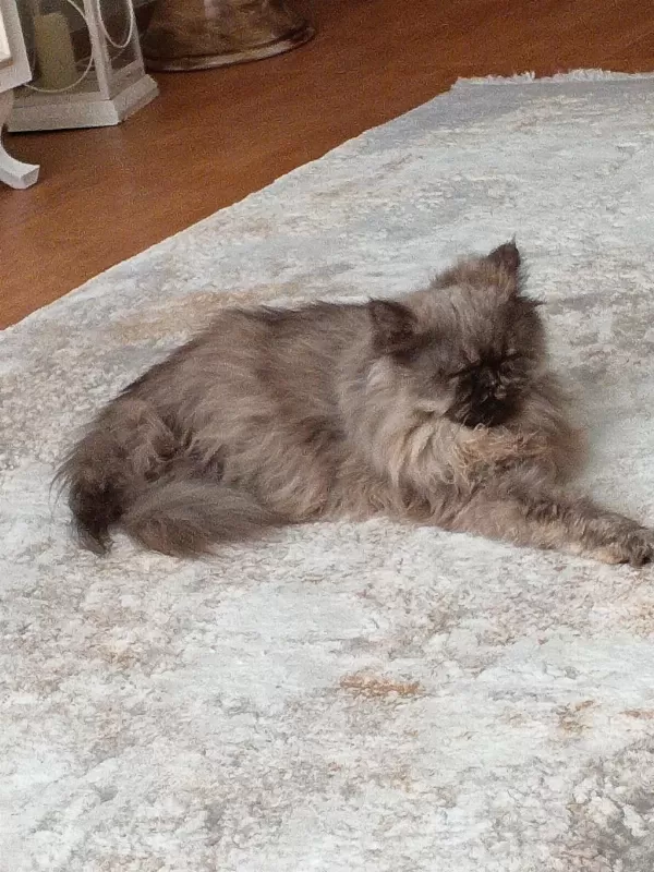 İran Chinchilla Kedisi