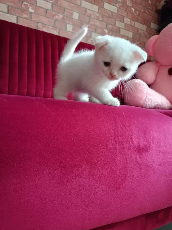Sağlıklı Yavru Beyaz Kedimiz