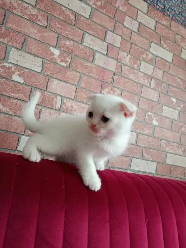 Sağlıklı Yavru Beyaz Kedimiz