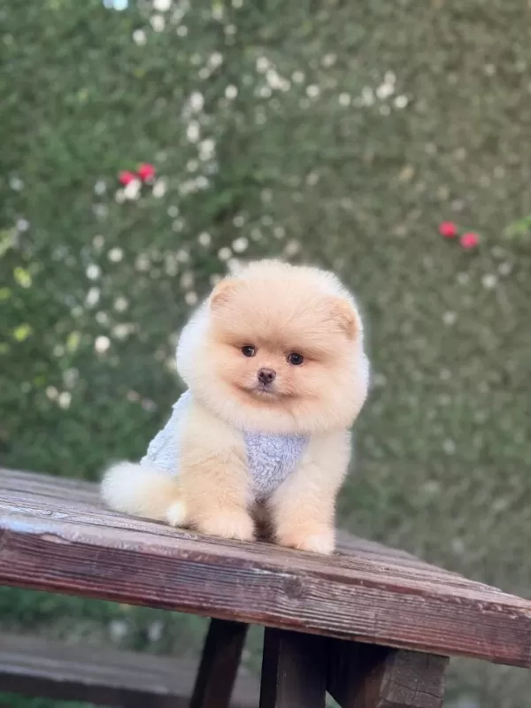 Yavru Pomeranian Boolarımız