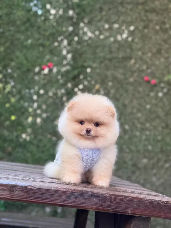 Yavru Pomeranian Boolarımız