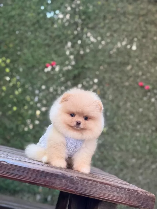 Yavru Pomeranian Boolarımız