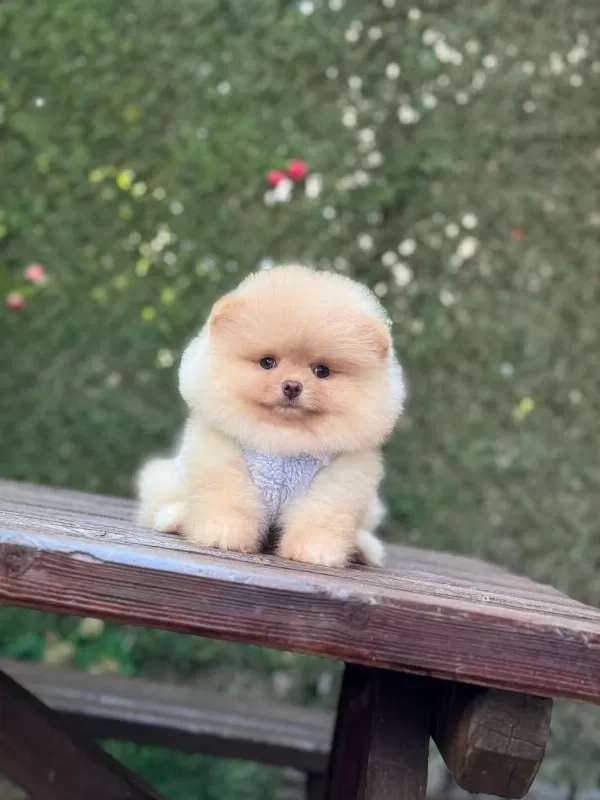 Yavru Pomeranian Boolarımız