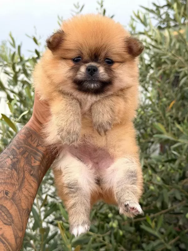 Pomeranian Boo Dişi Yavrular