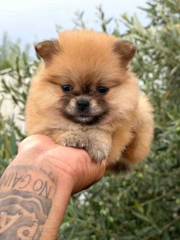 Pomeranian Boo Dişi Yavrular