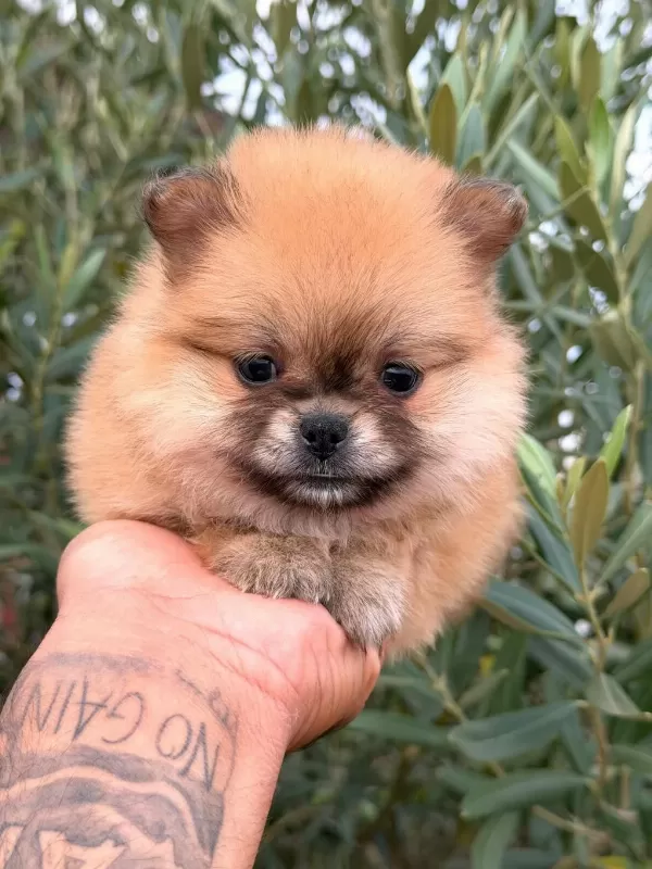Pomeranian Boo Dişi Yavrular