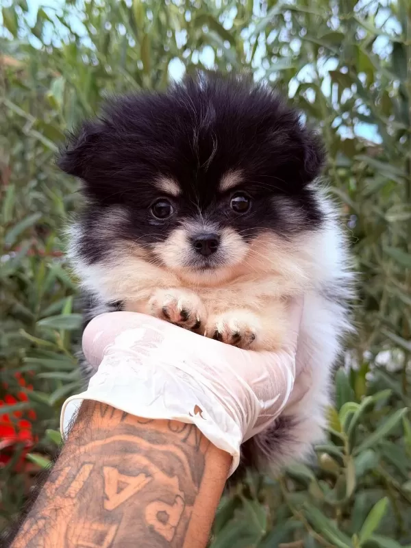 Pomeranian Boo Dişi Yavrular