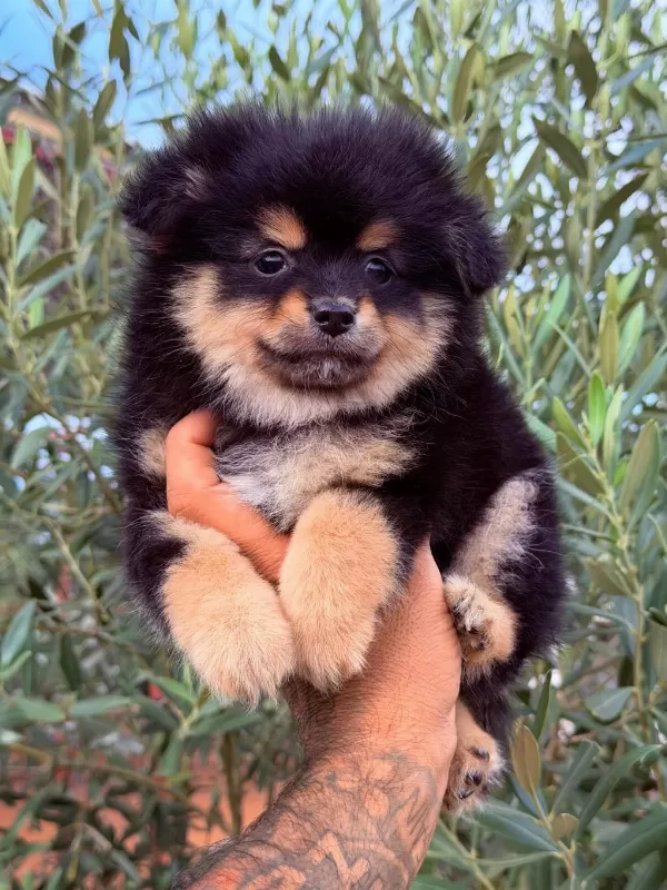 Pomeranian Boo Dişi Yavrular