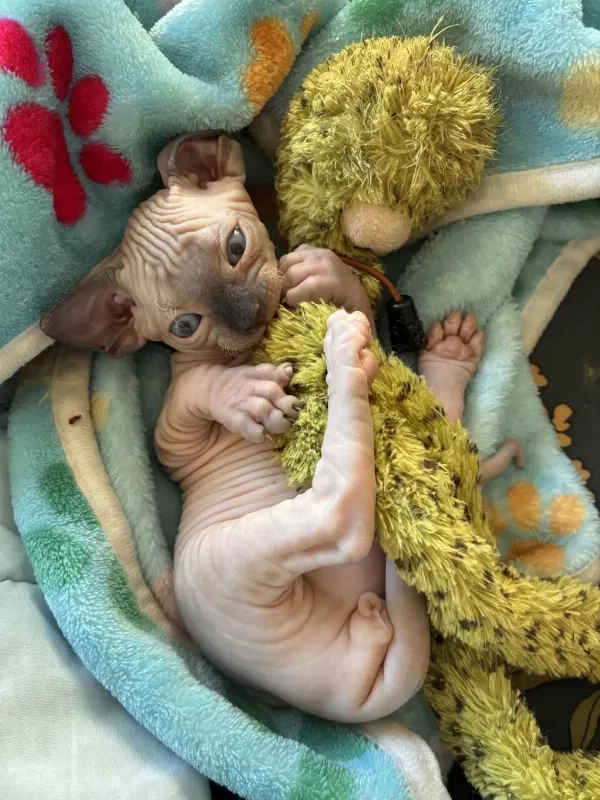 Ozyfelines Seçkin Sphynx Yavruları