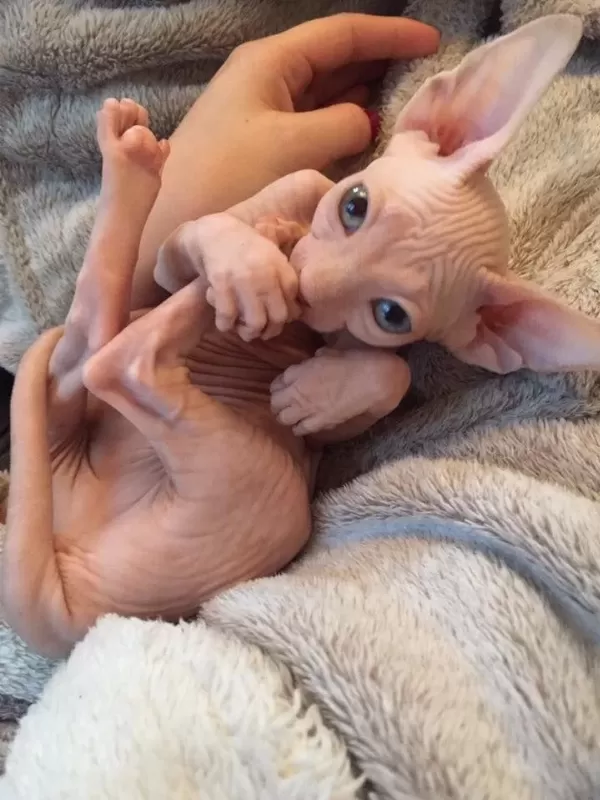 Ozyfelines Seçkin Sphynx Yavruları