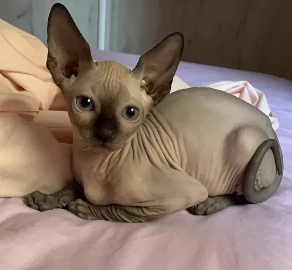 Ozyfelines Seçkin Sphynx Yavruları