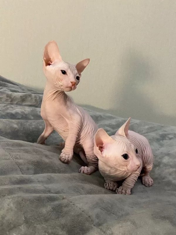 Ozyfelines Seçkin Sphynx Yavruları