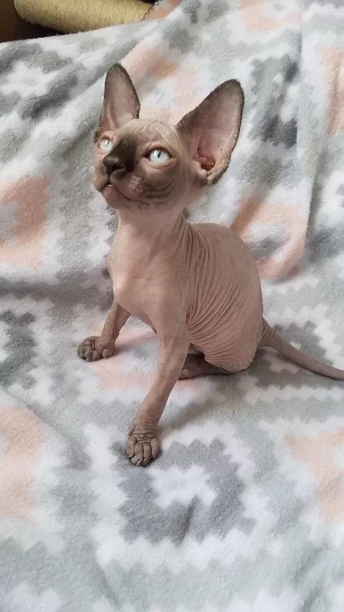 Ozyfelines Seçkin Sphynx Yavruları