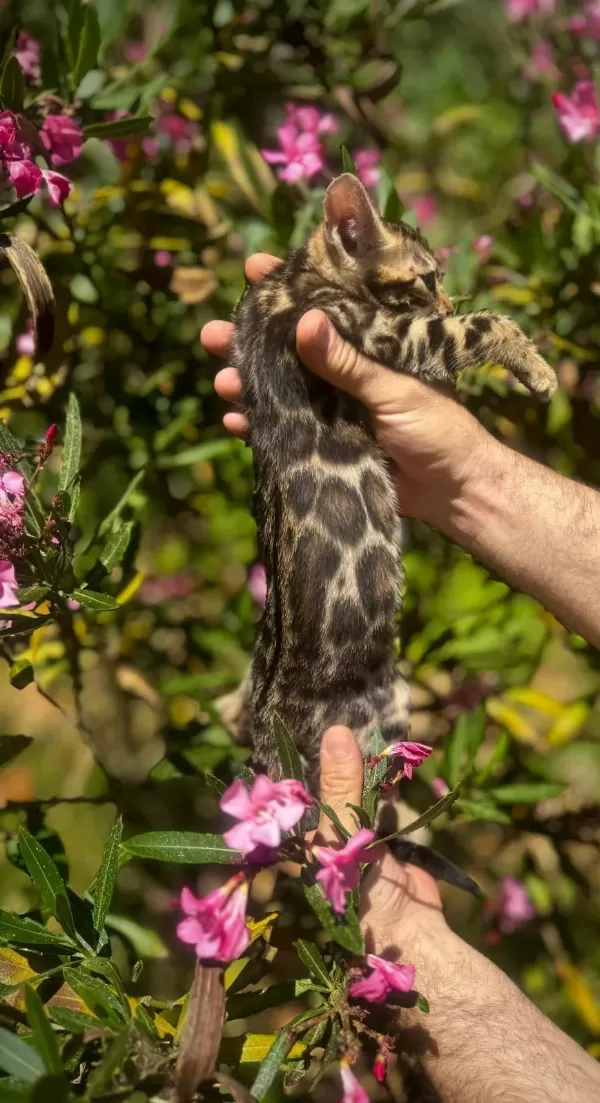 Exceptional Bengal Kedisi Ozyfelines