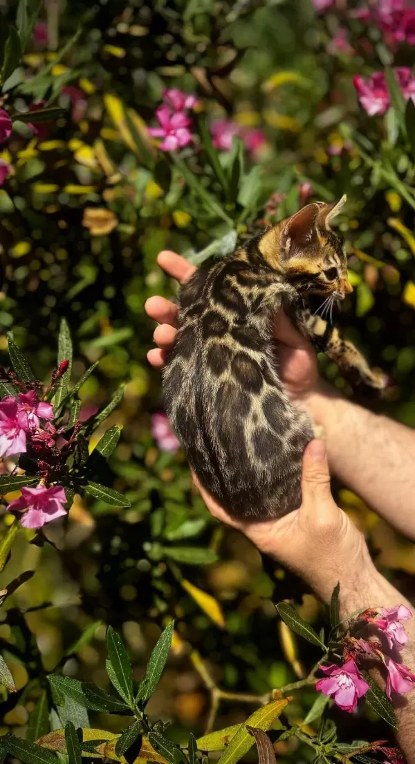 Exceptional Bengal Kedisi Ozyfelines