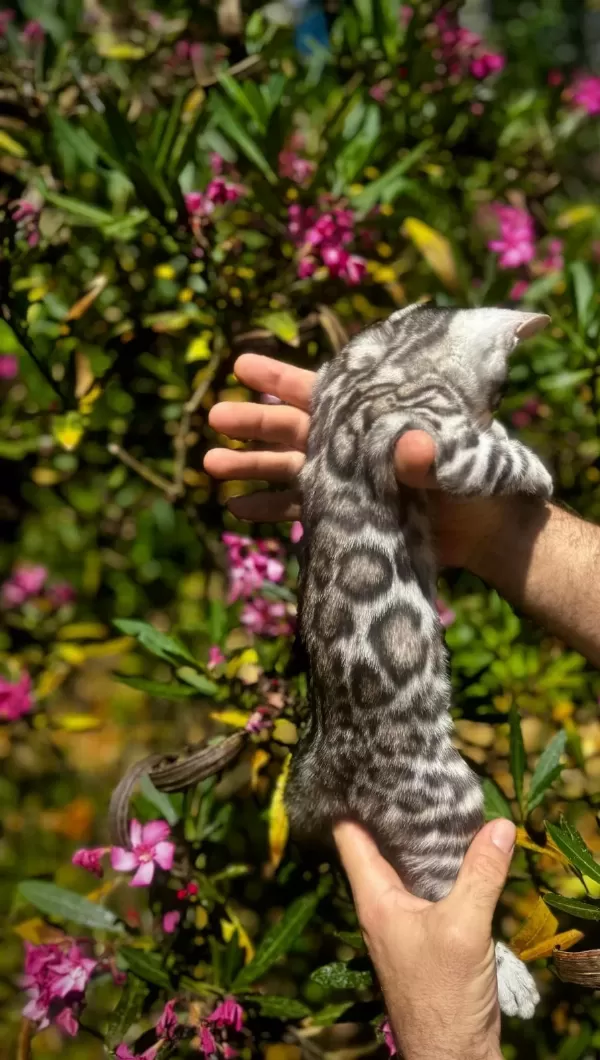 Exceptional Bengal Kedisi Ozyfelines