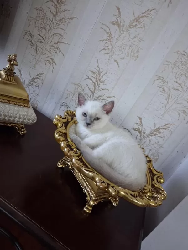British Shorthair Blue Point Dişi