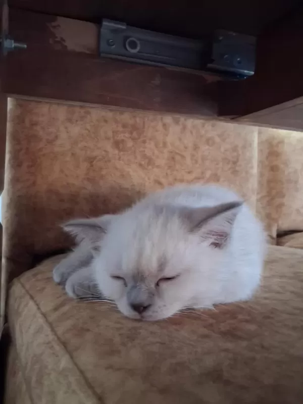 British Shorthair Blue Point Dişi