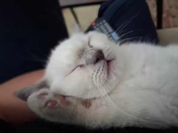 British Shorthair Blue Point Dişi