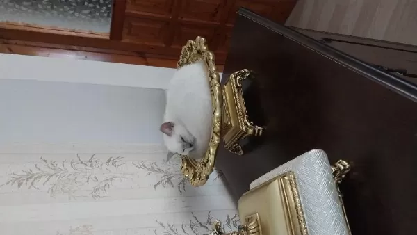 British Shorthair Blue Point Dişi