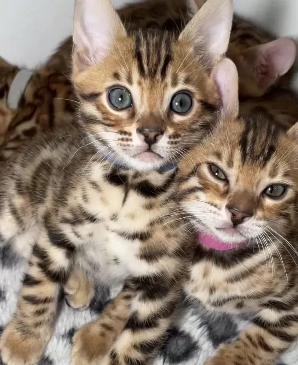 Ozyfelines Seçkin Bengal Yavruları