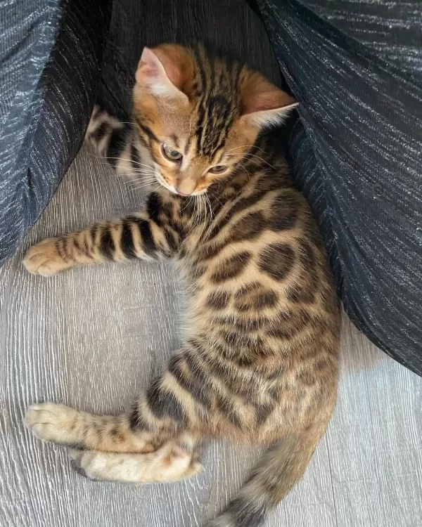 Ozyfelines Seçkin Bengal Yavruları