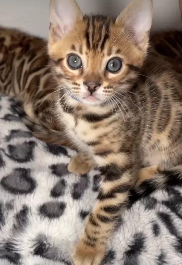 Ozyfelines Seçkin Bengal Yavruları