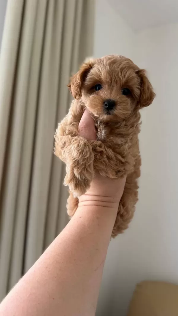 Maltipoo Bebekler Kore