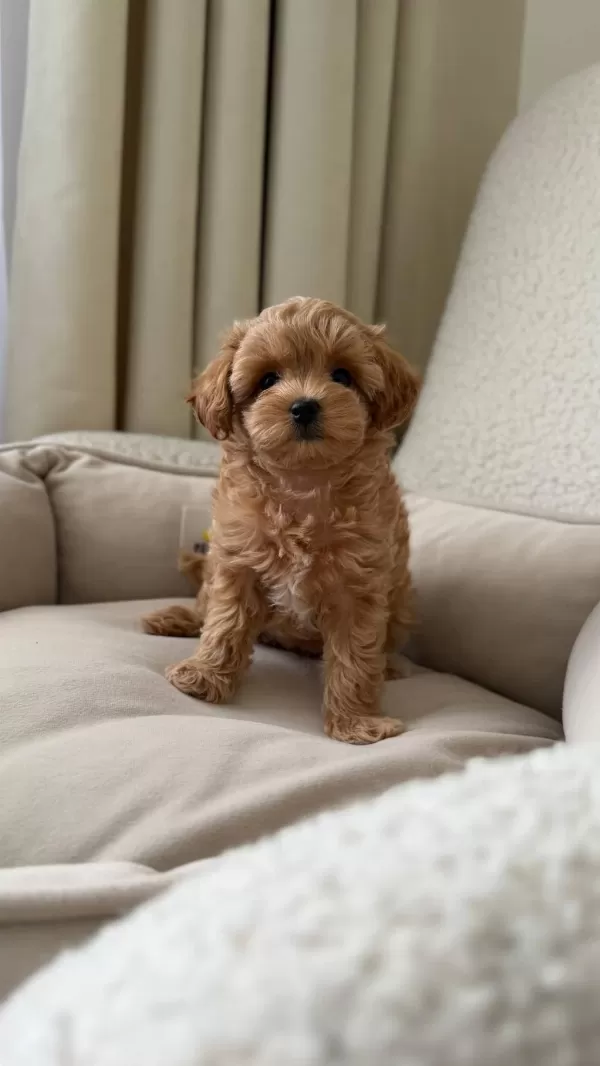 Maltipoo Bebekler Kore