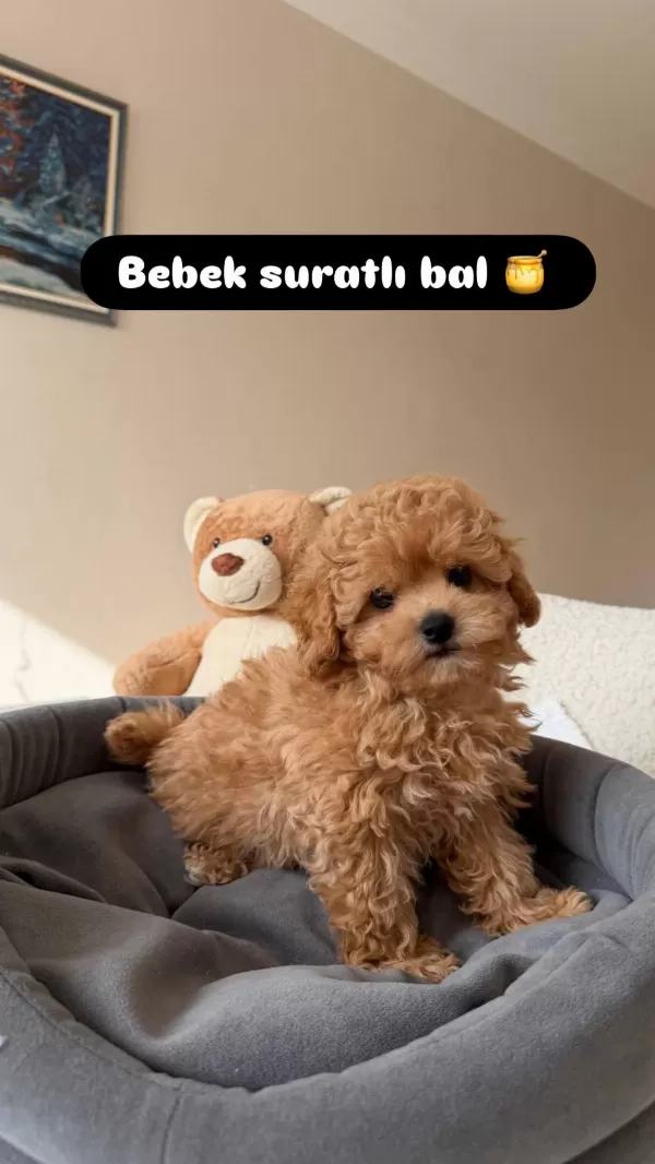 Toy Poodle Bebeklerimiz