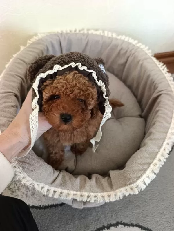 Toy Poodle Bebeklerimiz