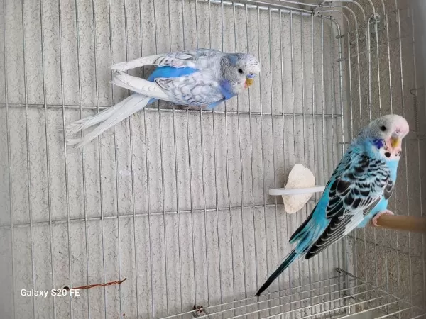 Uygun Fiyata Jumbo Muhabbet Kuşu Yavruları