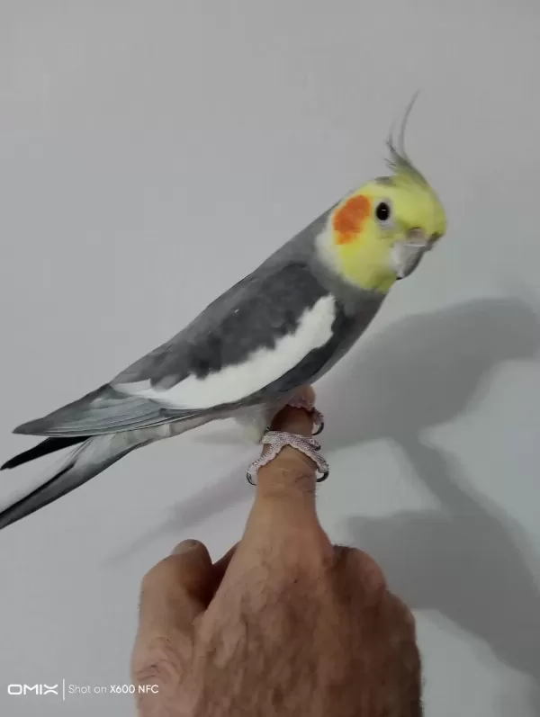 Konuşan Evcil Erkek Sultan Papağanı