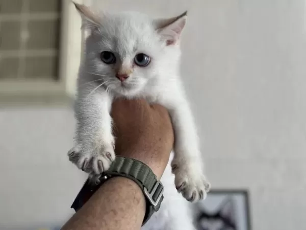 Ankaranın En Güzel British Shorthair Yavruları
