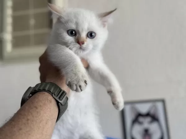 Ankaranın En Güzel British Shorthair Yavruları