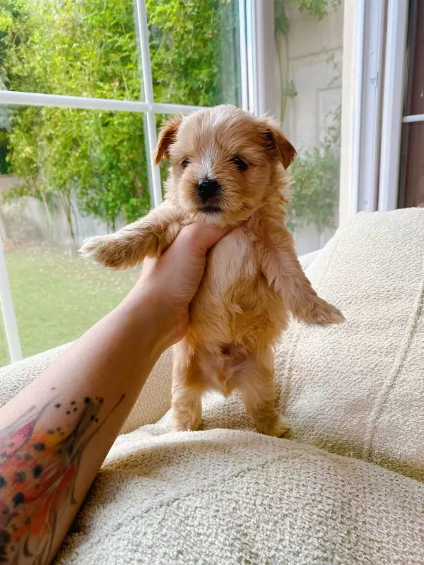 Petmode Köpek Çiftliğinden Tea Cup Morkie Yavrular