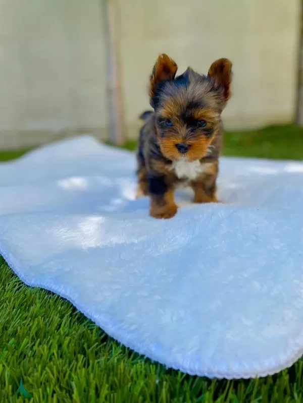 Petmode Köpek Çiftliğinden Tea Cup Morkie Yavrular
