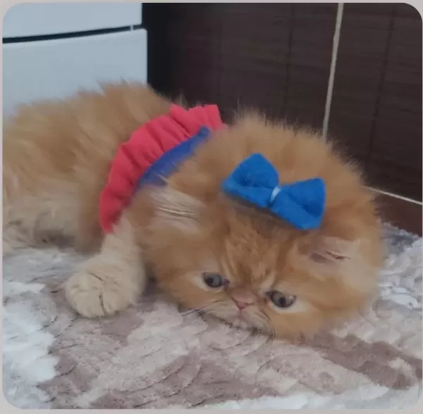 İran Exotic Longhair Bebekler