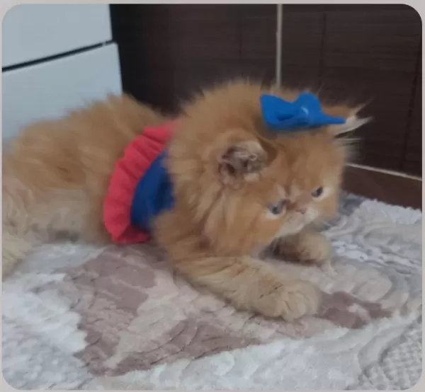 İran Exotic Longhair Bebekler