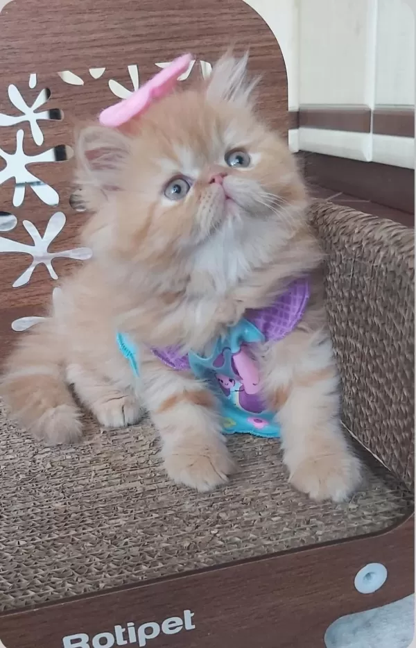 İran Exotic Longhair Bebekler