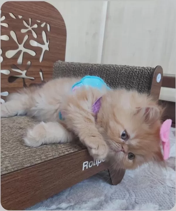İran Exotic Longhair Bebekler