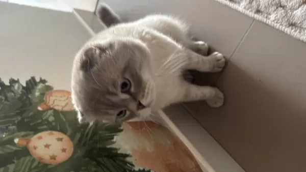 Evde Kedi Fazlalığından Scottish Fold