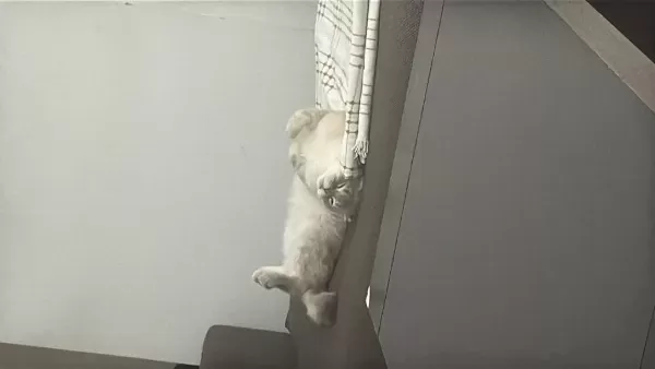 Evde Kedi Fazlalığından Scottish Fold
