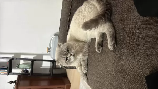 Evde Kedi Fazlalığından Scottish Fold