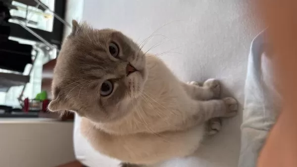 Evde Kedi Fazlalığından Scottish Fold