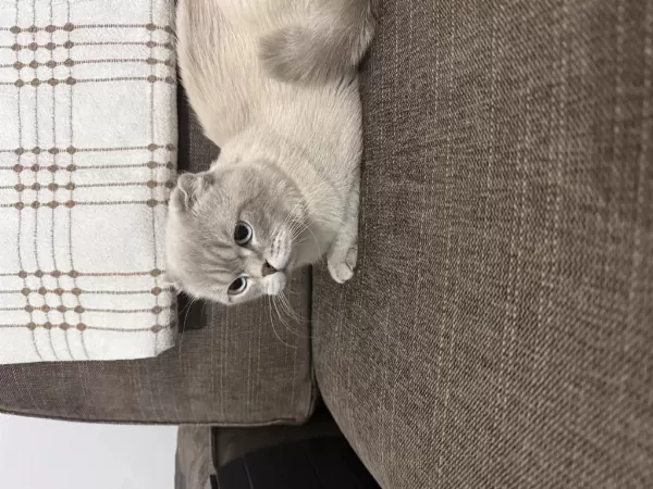 Evde Kedi Fazlalığından Scottish Fold