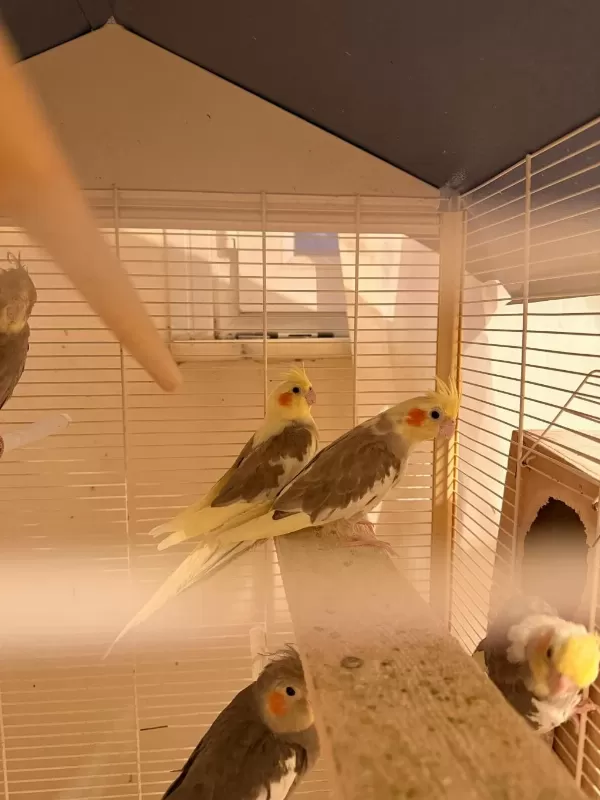 Yavru Yeme Yeni Düştü Ve Çift Ve 6 Aylık Sultan
