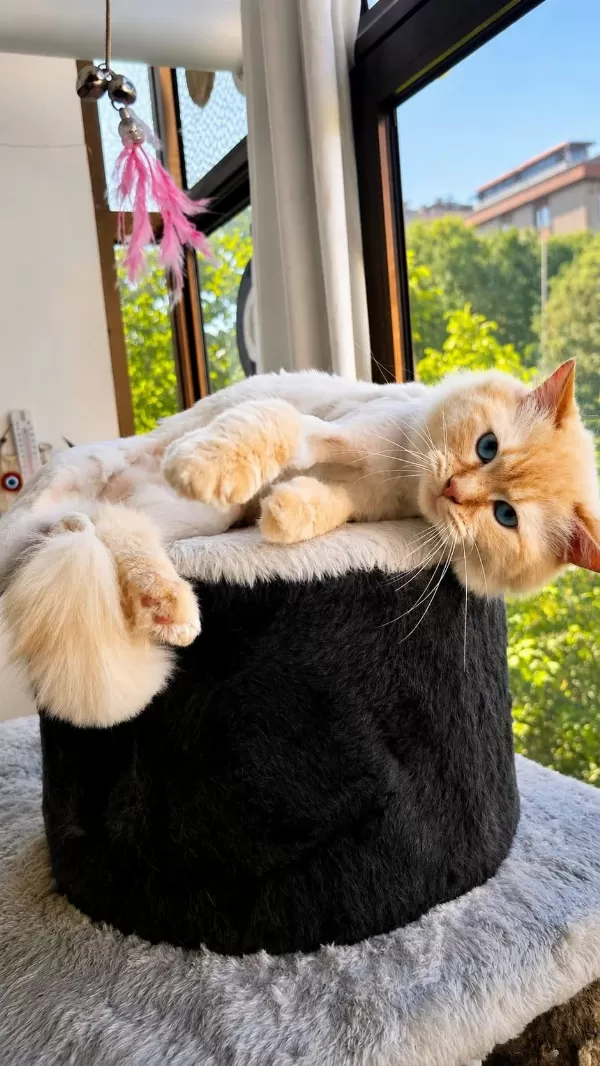Ragdoll Kedimiz Ücretsiz
