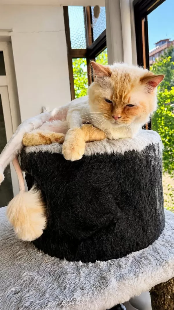 Ragdoll Kedimiz Ücretsiz