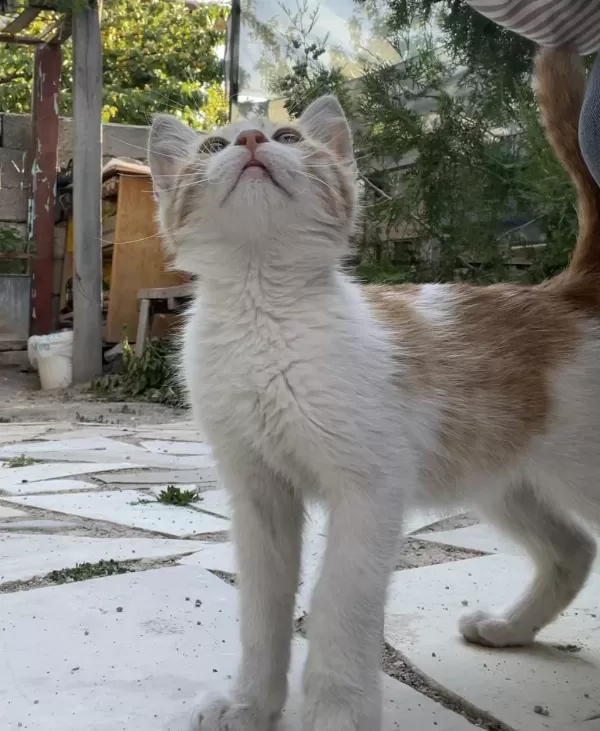 2,5 Aylık Erkek Sarman Çok Sıcakkanlı